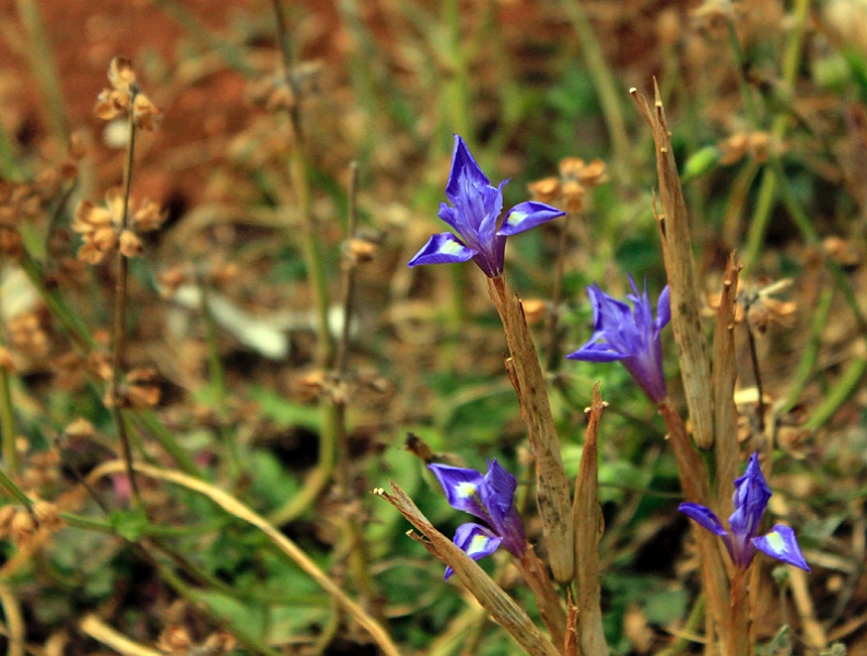 2016-04-27_134756 sardinien-2016.jpg - Iris